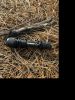 Warrior LT (Long Throw) Gen 5 - 3050 Lumen Tactical Flashlight